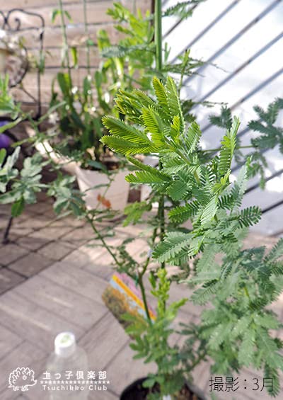 Amazon.co.jp: ミモザアカシア5号（15cm）ポット苗木（銀葉アカシア