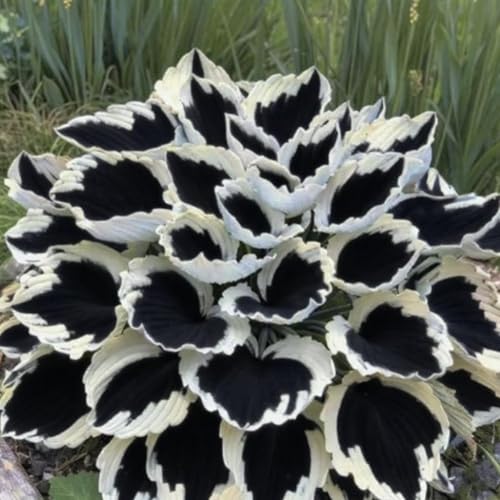 Funkien Rhizoms-Schattentolerante Premium-Stauden Gartenprojekte-Winterhart Geeignet FüR Eingangsbereiche -4 hosta-i