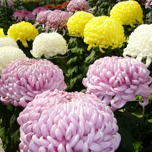 Yegaol Garden 100Pcs Chrysanthemum Seeds Hardy Mums Perennial Non-Gmo Flower Seeds Potted Garden Balcony Indoor Outdoor Plant #TOP1