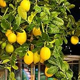 150 Piezas Semillas Resistentes de Limonero, Plantas de Jardín, Plantas Reales para Interior, Limón Cítrico, Cama elevada para Jardín, Plantas Raras, Regalos para el jardín, Semillas Variedades A