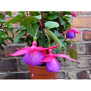 Mask & Co Fucsia Hardy Bush Helen Fahey – Arbusto per piante alto 30 cm, colore: ciliegia e fiori viola