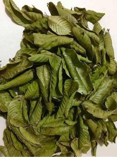 Dry Guava Leaf for Home Decor