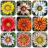 500 piezas Comprar semillas de Midday Gold - Plantas resistentes para contenedores. Gazania rigens - Balcón plantas decoración sala de estar. semillas de bonsái de flores de jardín