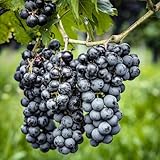 semillas uvas comprar bonsái de interior jardín interior resistentes al aire libre jardín de balcón decoración 120pcs