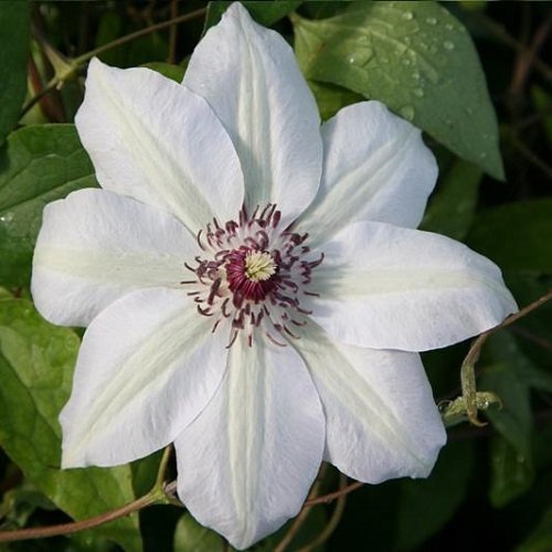 Kletterpflanze Weiße Blüten Die 15 besten Produkte im Vergleich