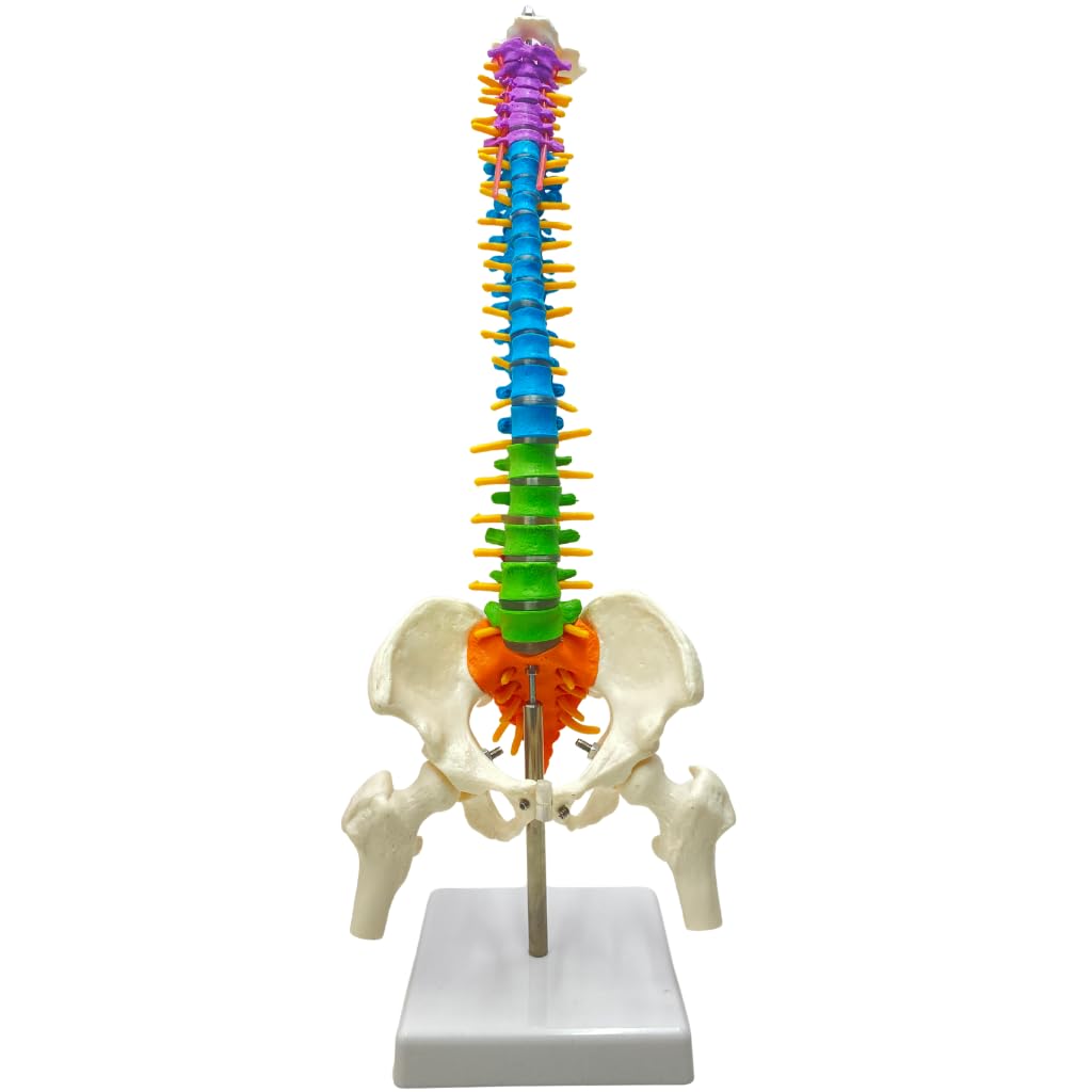 Spine of Atlas Color = カラーアトラス脊椎・脊髄外科 S… Health & Medicine 9783135450070: Physiology: of Atlas Color 健康・医学