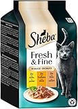 Sheba