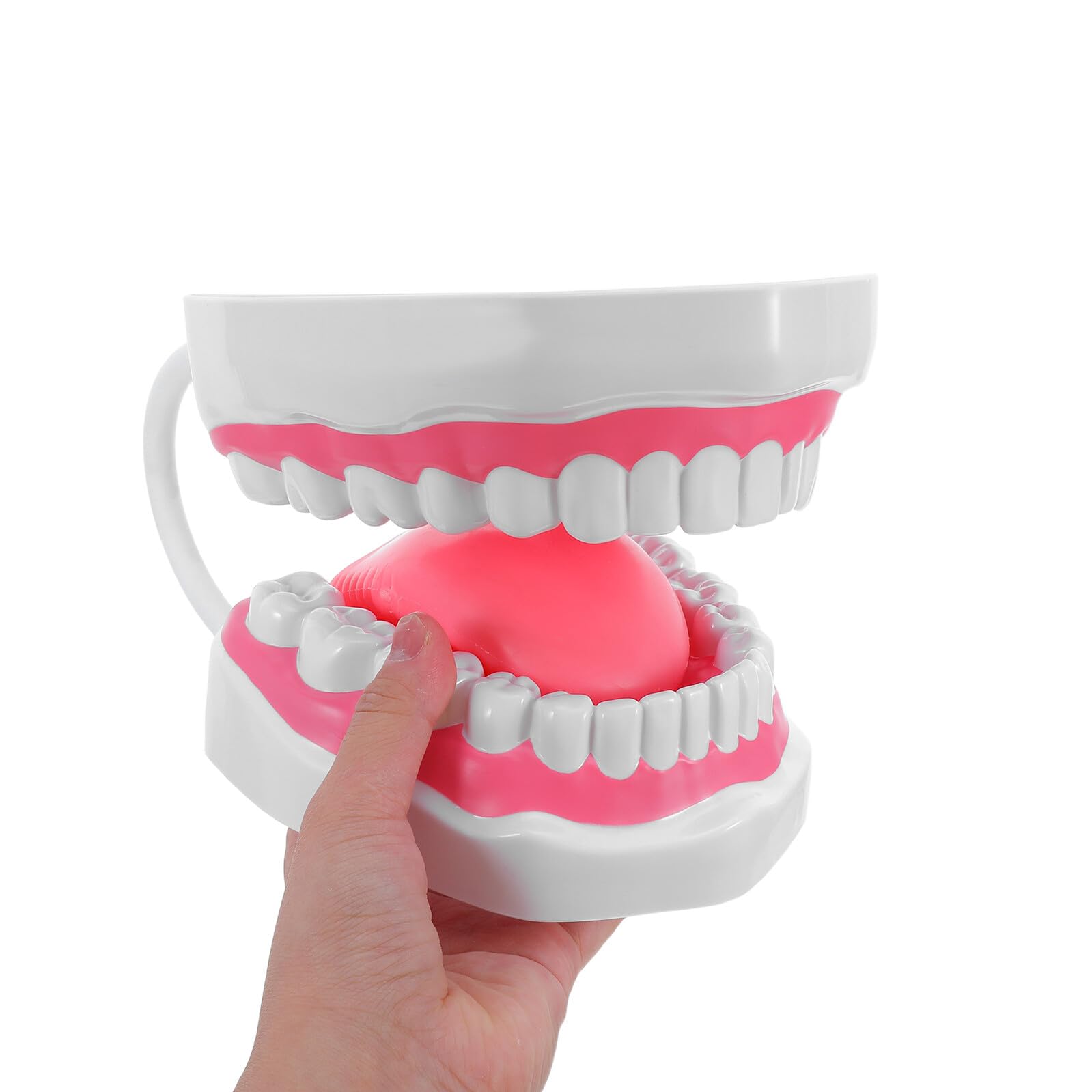 Modello di Denti Didattico Grande 6 Volte in PVC Bianco per Pratica Igiene Orale con Radici, Supporto Portatile per Formazione Odontoiatrica e Istruzione Studenti