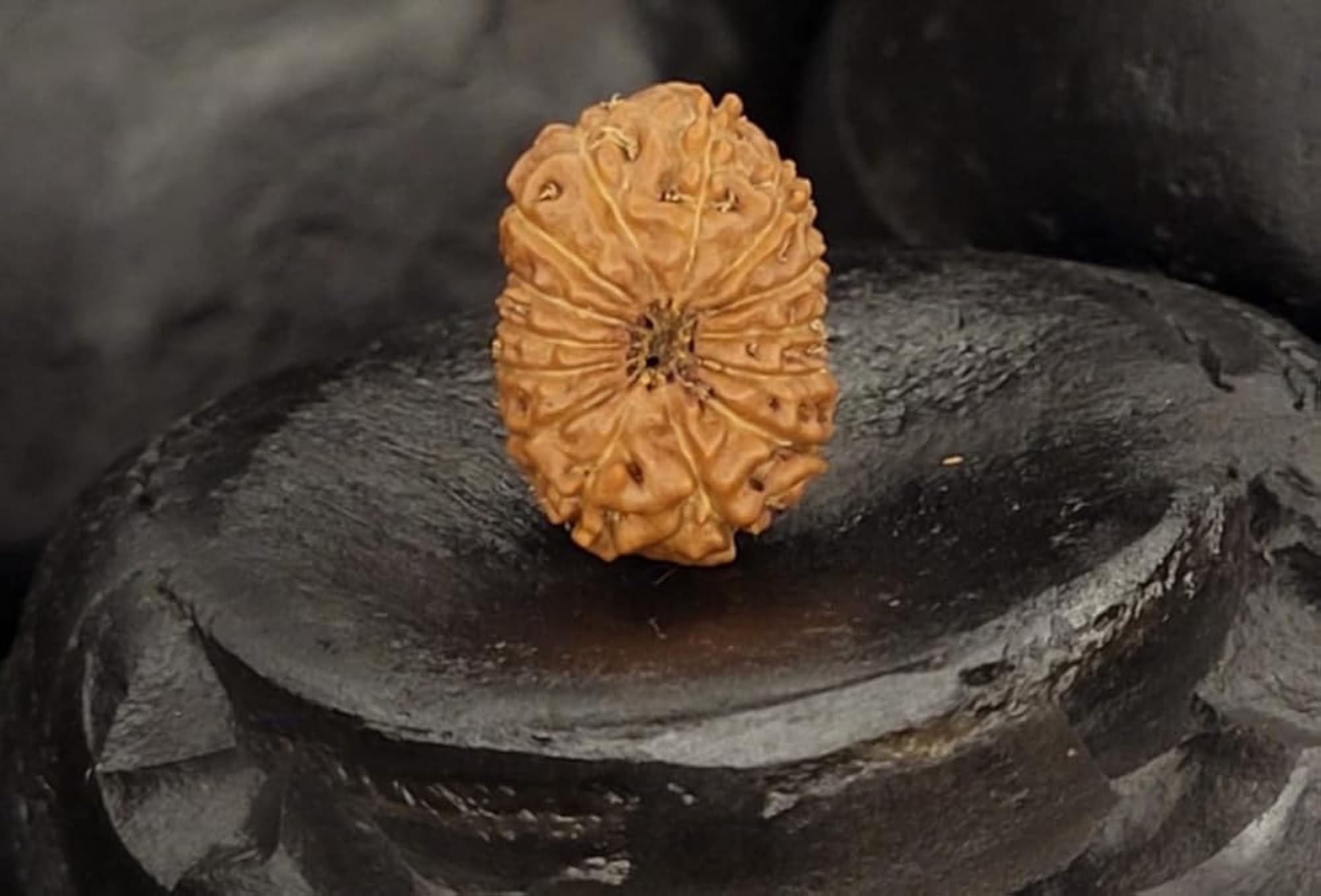 Original 14 Mukhi Indonesian Rudraksha