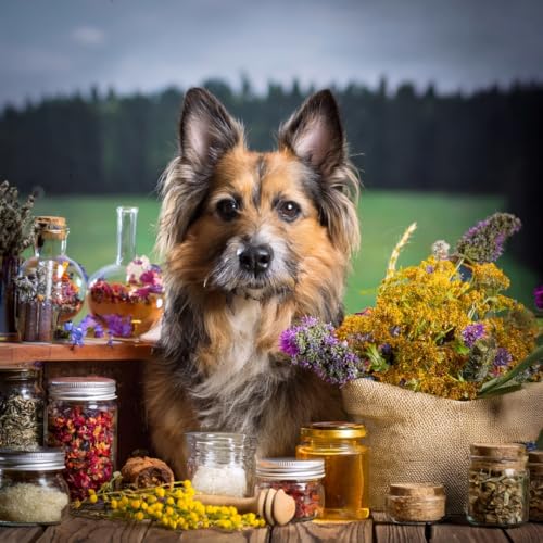 Seelenruhe Drops Hund – Natürliche Bachblüten-Leckerlis für ausgeglichene Hunde | Unterstützt Gelassenheit bei Stress, Angst & Trennungsstress | Hohe Akzeptanz | Premiumqualität Made in Germany | 92 g