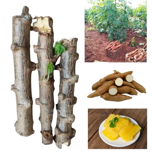 Kit 20 Mudas de Mandioca Pão Natural com Produção de 6 Meses