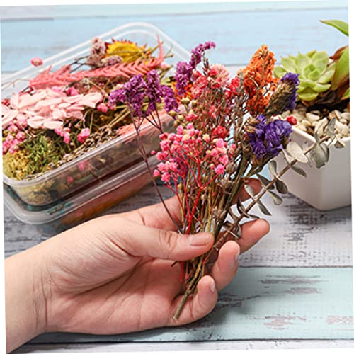 Flores Secas Prensadas Decorativas 2 piezas para DIY miniatura 5