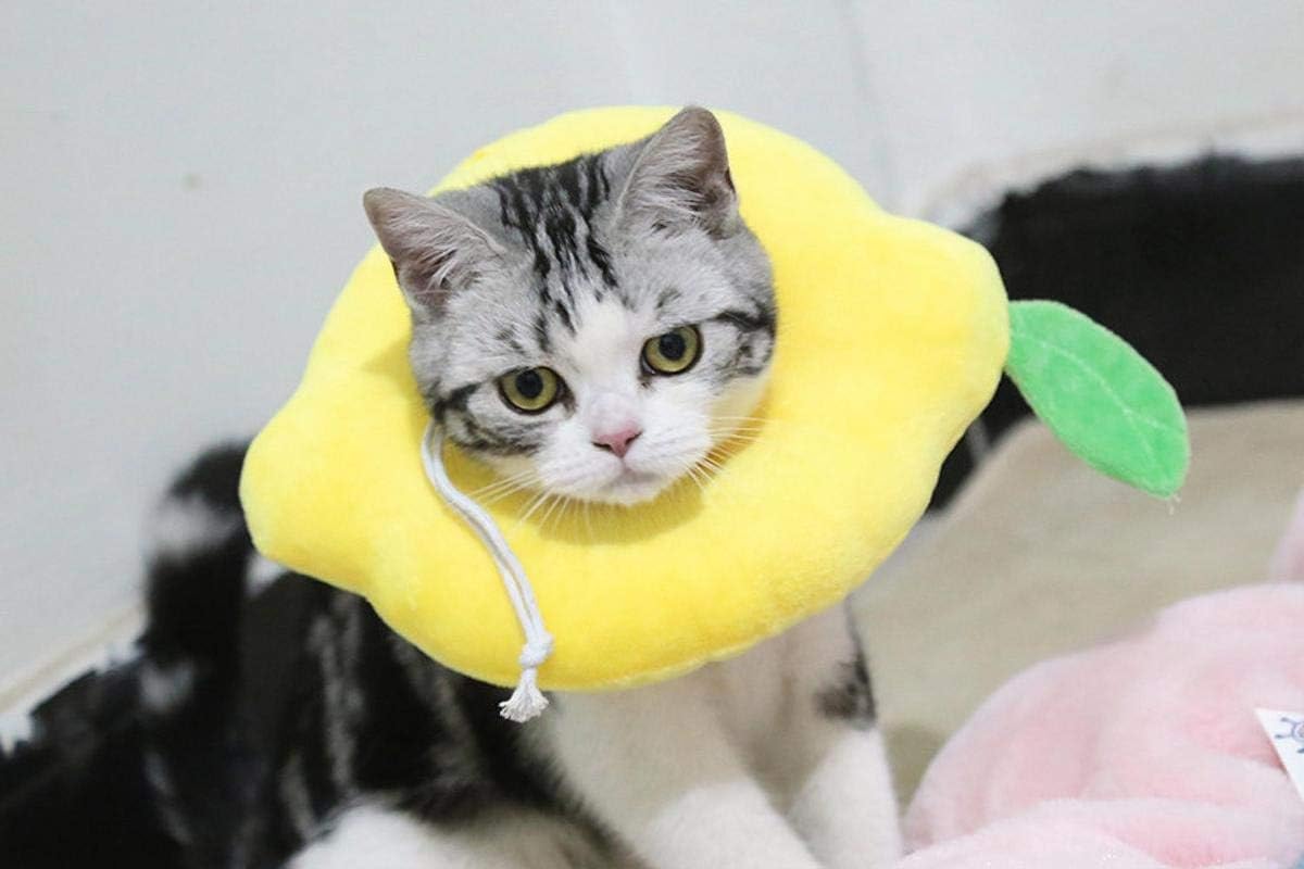 lemon cat collar