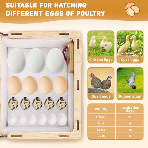 Ftabernam Incubadoras para ovos para incubação, incubadora de 9 ovos DIY com incubação de cama d'ág