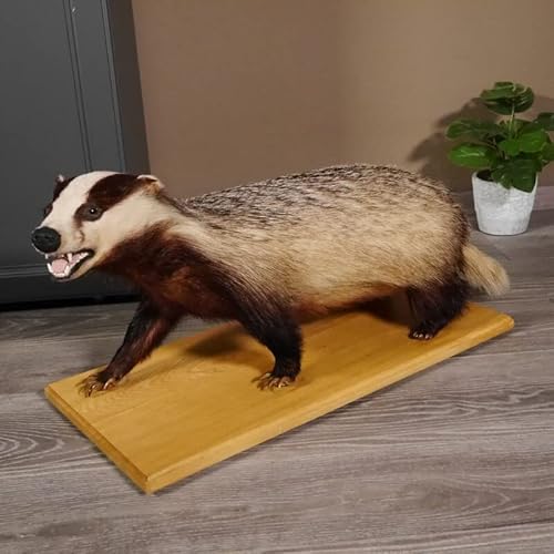 GTK - Geweihe & Trophäen KRUMHOLZ Dachs Präparat auf Holzplatte