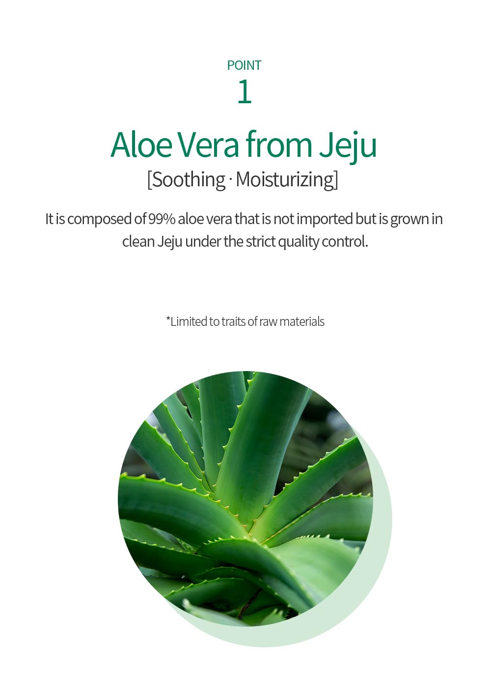 agave tequilana Blue Agave main image 1