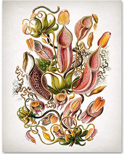 Flower Botanical Prints, Ernst Haeckel - 11x14 Unframed Art Print - Makes a Great Home or Office Decor and Gift Under $15 for Nature Lovers
