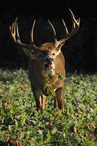 Image of Whitetail Institute Tall Tine Tubers Deer Food Plot Seed - Turnips Provide Two Food Sources to Attract and Hold Deer Throughout Fall and Winter