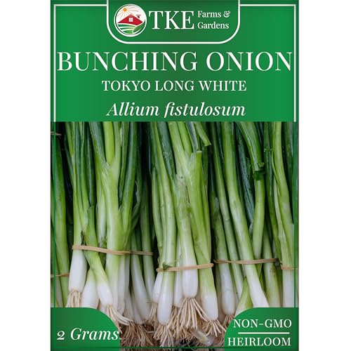 TKE Farms & Gardens - Tokyo Long White Bunching Onion Seeds 500+ Non-GMO Heirloom Seeds Fast-Growing Perfect for Salads & Stir-Fries Grow in Gardens & Containers Instructions Included