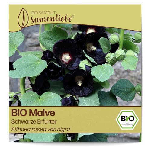 Samenliebe BIO Malve Samen Schwarze Erfurter 80 Samen samenfestes Blumen Saatgut für Garten Freiland und Balkon BIO Blumensamen