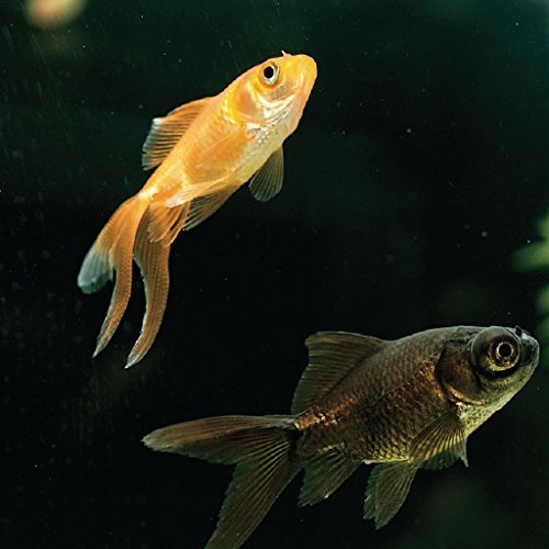 87-8101 - Live Fantail Goldfish (Carrasius auratus) - Fantail Goldfish (Carassius auratus) - Pack of 6