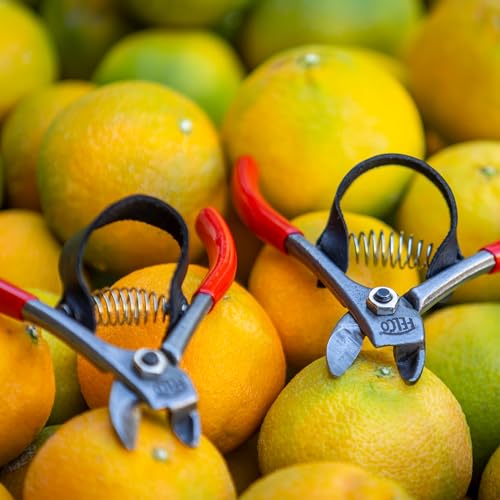 FELCO 330 - Citrus Clipper - Tijera para Fruta miniatura 5