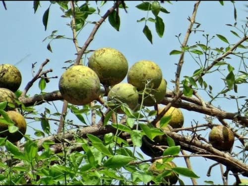 Bahan Traders Dwarf Thai Bel Tree Bilva Patra leaves belpatra Aegle Marmelos Live Grafted/Air Layered Plant Produce Big Size Fruit within 2 years