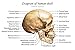 Laminated Human Skull Diagram Anatomy Educational Chart Poster Dry Erase Sign 18x12