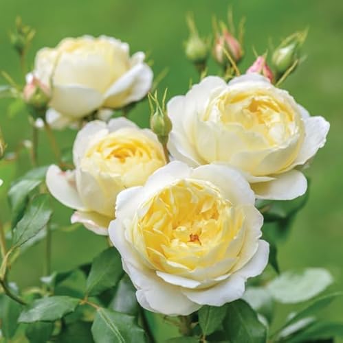 Englische Rose  Vanessa Bell ® (Container)