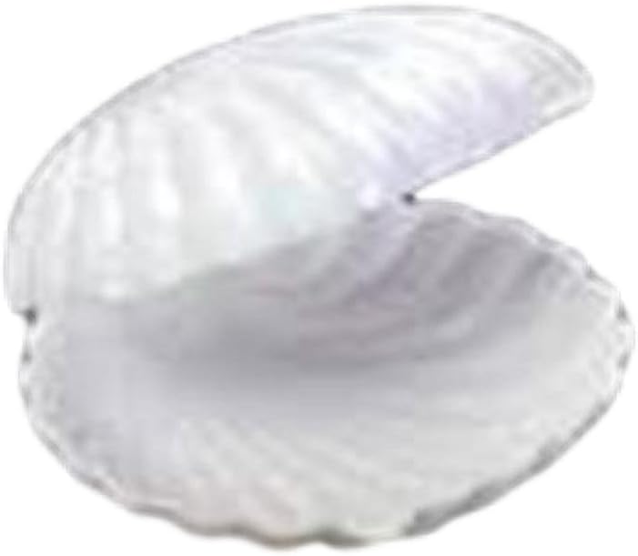 12 Medium Plastic Shell Candy Boxes Favors White 2.5 Inches Diameter