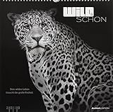  Wild & Schön 2019 - Bildkalender (33 x 33) - Tierkalender - mit Zitaten - Wandkalender