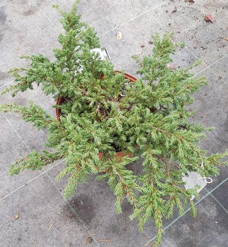 Juniperus communis 'Repanda' / Genévrier commun/Conteneur de 3 à 4 litres/Conifère rampant