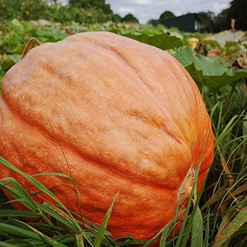 Big Max Pumpkin Seeds For Planting, 10 Heirloom Seeds Per Packet, (Isla's Garden Seeds), Non Gmo Seeds, 90% Germination Rate, Botanical Name: Cucurbita Pepo, Great Home Garden Gift #TOP1