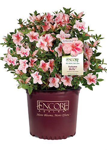 Encore Azalea Autumn Belle (2 Gallon) Pink Flowering Shrub - Full Sun Live Outdoor Plant