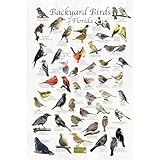 Where's Wildlife Backyard Birds of Florida Bird Identification Poster (8' x 12')