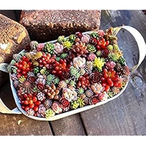 Pianta da carnevale coperta di fiori bonsai, Lithops, seme succulento, pianta di cactus bonsai – 50 pezzi semi: Only Seeds