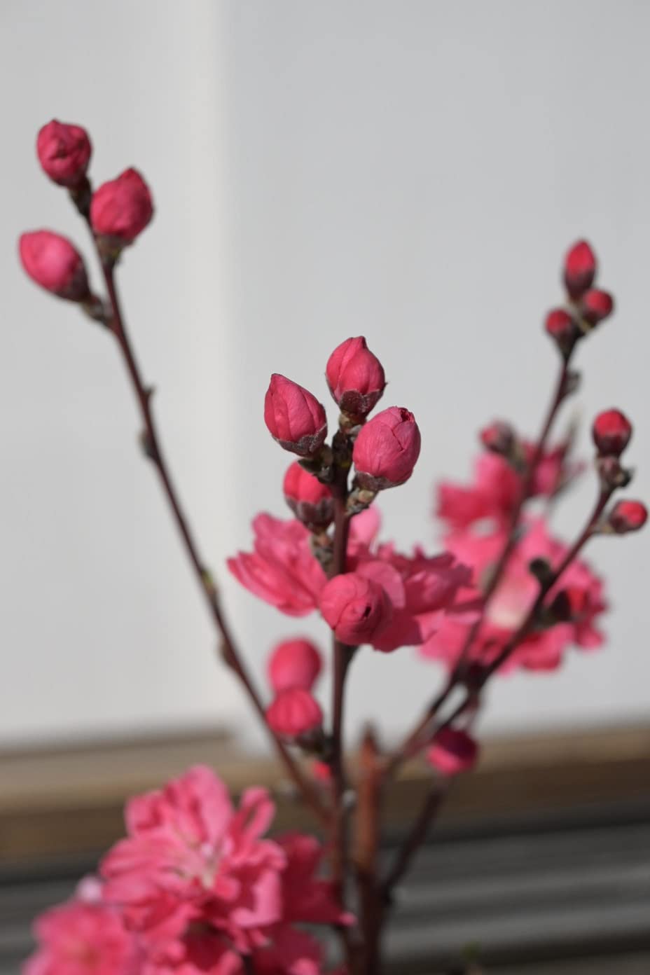 照手桃《ピンク》の苗 同等品 ひな祭り記念樹 照手姫 桃