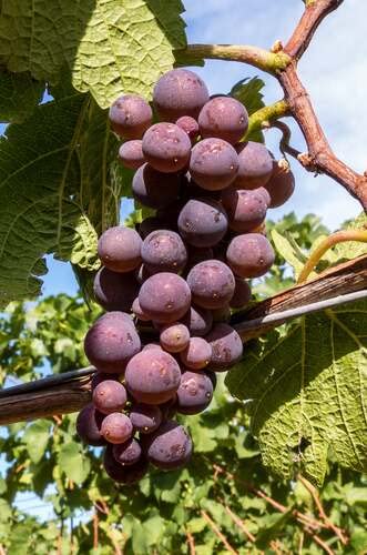 Catawba Grape Vine - 1 Bare Root Live Plant - Cannot Ship to Oregon