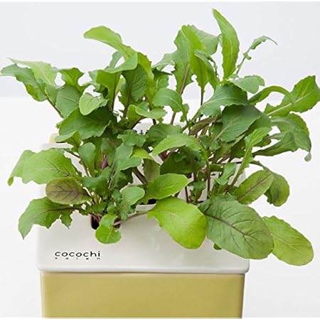 Amazon Co Jp 協和ハイポニカ 家庭用水耕栽培装置 ホームハイポニカ Mja078 Cocochi Saien ここちさいえん 心知菜園 レモンイエロー ルッコラ Diy 工具 ガーデン