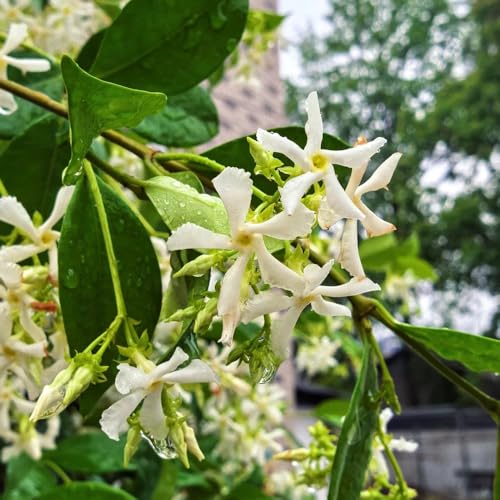 semi di gelsomino stellato selvatici da balcone Semi di perenni, resistenti da balcone resistenti in vaso per esterni, primaverili aiuola tappezzante, perenne 120pcs