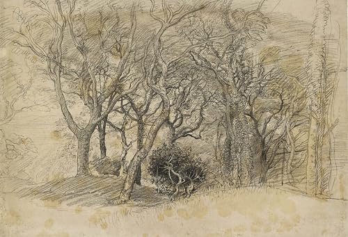 Affiche impression d'art Clovelly Park 60x90cm toile étude des arbres