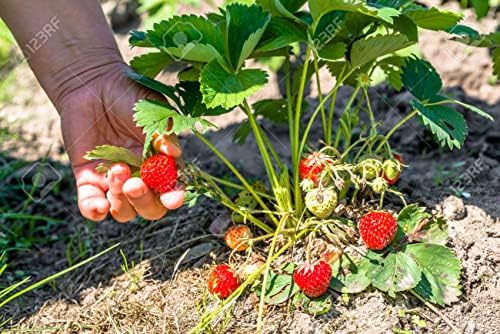 Image of Healthy Vibe Premium Everbearing Strawberry Plant - Sweet and Juicy Berries for Your Garden - Hardy and Easy to Grow - Perfect for Home Gardening (Strawberry Plant-PC-2)
