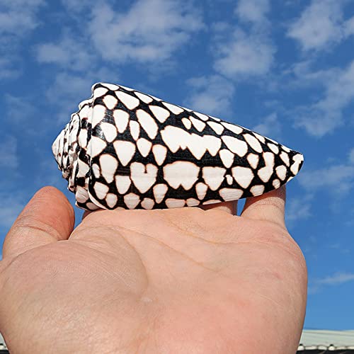 Concha marina coleccionable exótica Murex de 8-9 cm un regalo natural único 5