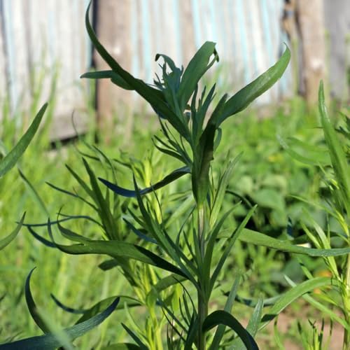 semi di dragoncello, tradizionali dragoncello di medicinali 60pcs