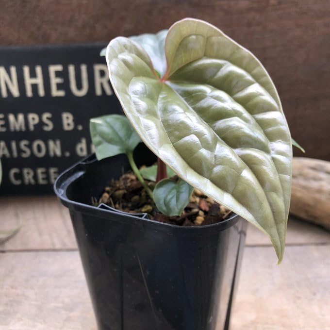 Amazon｜アンスリウム ルクスリアンスAnthurium Luxurians 観葉