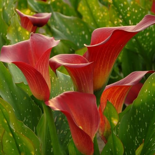 Bulbos de cala: una encantadora maceta perenne que sorprende con su decoración-2bulbos-E