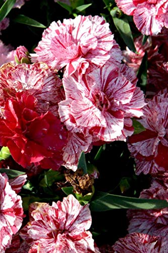 2021 Weekly Planner Flowers Pretty Carnations 134 Pages: 2021 Planners Calendars Organizers Datebooks Appointment Books Agendas