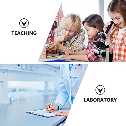 STOBOK Modelo Do Olho Humano Modelo Científico da Anatomia Do Olho Ampliado Ferramenta de Ajuda Didá