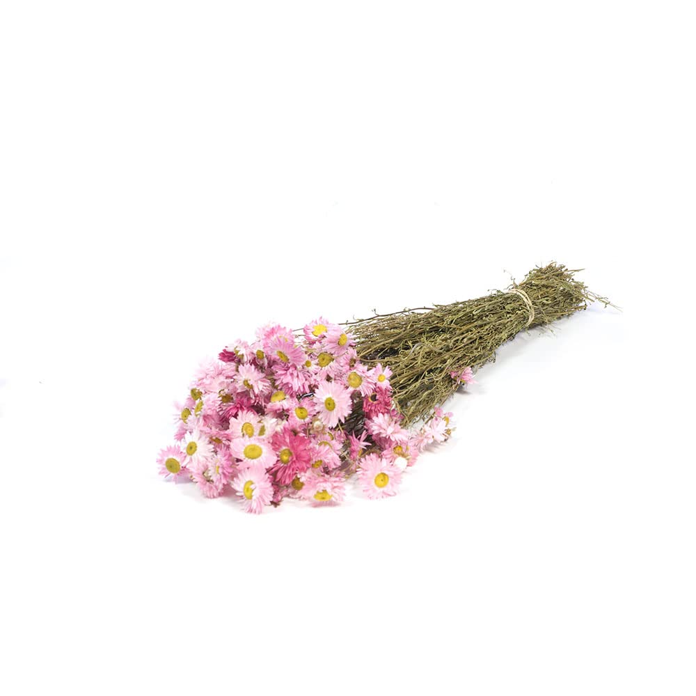 Floristrywarehouse Pink Dried Bunch Natural Acroclinium Daisy Or Straw Flower 50Cm/20 Inches