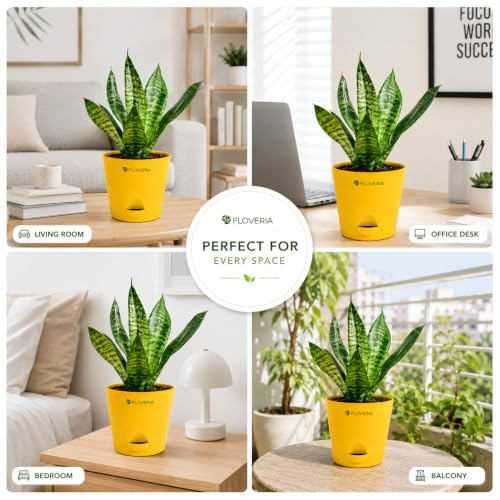 Image of Snake Plant Live Indoor with Pot | Air Purifying Indoor Plant | Low Maintenance House Plant for Home, Office & Bedroom | Sansevieria Live Plant for Home Decor & Gifting